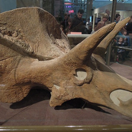 Original photograph of a triceratops skull in a museum.
