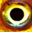 Dark circles, natural image crop, rank 2