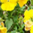 Yellow, natural image crop, rank 3