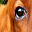 Eyes & faces, natural image crop, rank 1