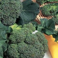broccoli; positive rank 2; activation +12.44