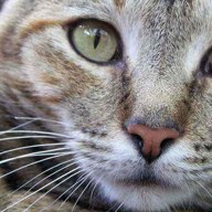 tabby; positive rank 1; activation +22.5