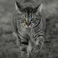 tiger cat; positive rank 2; activation +20.12