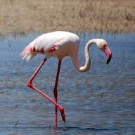 flamingo; negative rank 1; activation −142