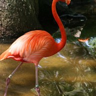 flamingo; negative rank 2; activation −140