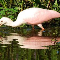 spoonbill; positive rank 1; activation +26.38