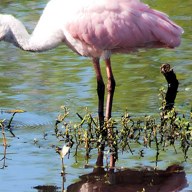 spoonbill; positive rank 2; activation +21.62