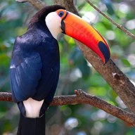 toucan; positive rank 1; activation +25.88
