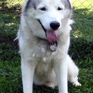 Eskimo dog; negative rank 1; activation −77.5