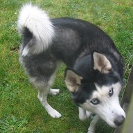 Eskimo dog; negative rank 2; activation −70