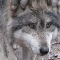 coyote; positive rank 1; activation +75