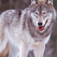 timber wolf; positive rank 2; activation +73