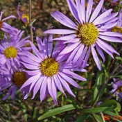 daisy, labeled daisy