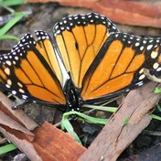 monarch, labeled monarch