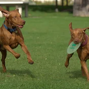 vizslas running on grass
