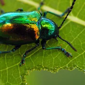 green beetle on a leaf