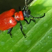 red beetle on a green leaf