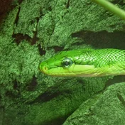 green snake in leaves