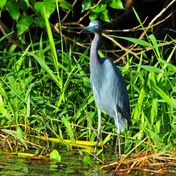 heron in green reeds