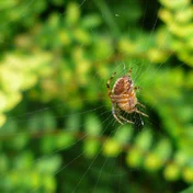 spider in green foliage