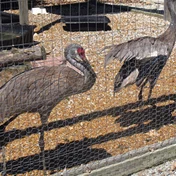cranes behind a fence