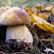 mushroom