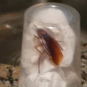 cockroach in a jar