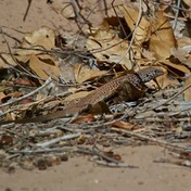 dry leaves