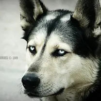 Eskimo dog