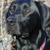 Labrador retriever