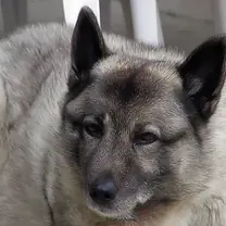 Norwegian elkhound