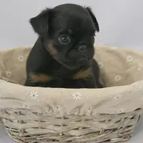 Brabancon griffon