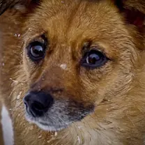 Australian terrier