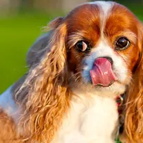 Blenheim spaniel