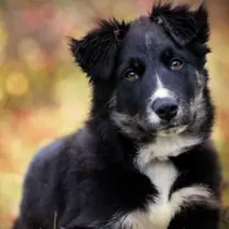 Border collie