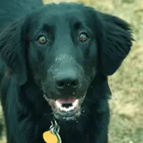 flat-coated retriever
