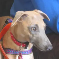 Saluki