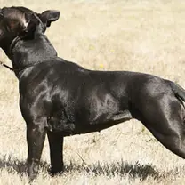 Staffordshire bullterrier
