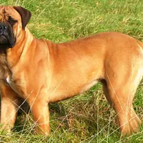 bull mastiff