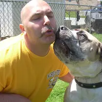 bull mastiff