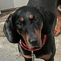 black-and-tan coonhound