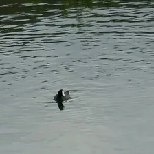 Animals at the water’s surface: American coot