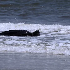 Animals at the water’s surface: leatherback turtle