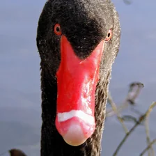 Neuron 482, decoder weight 0.15. Its top 20: black swan 20 (of its top 20)