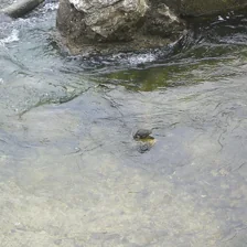 Animals at the water’s surface: water ouzel