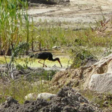 Neuron 920, decoder weight 0.17. Its top 20: black stork 4, American coot 2, goose 2 (of its top 20)