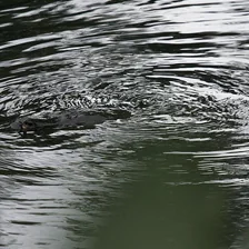 Animals at the water’s surface: platypus