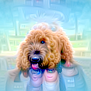 4d:241 visualized freely: a curly brown dog