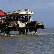 oxcart