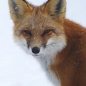 red fox